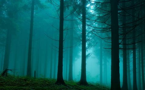 Foggy Woods Wallpaper