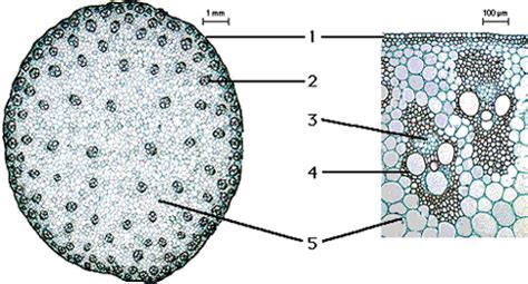 Cross Section of a Monocot Stem | Earth science lessons, Biology, Plant ...