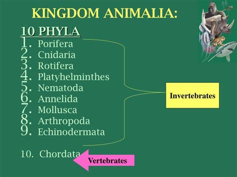 PPT - KINGDOM ANIMALIA General Characteristics of Animals PowerPoint ...