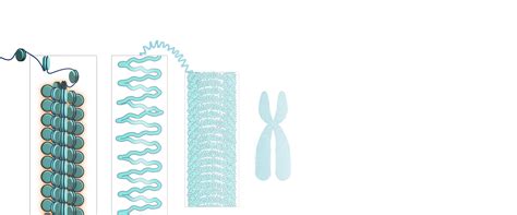 Histones and Chromatin: A Comprehensive Overview