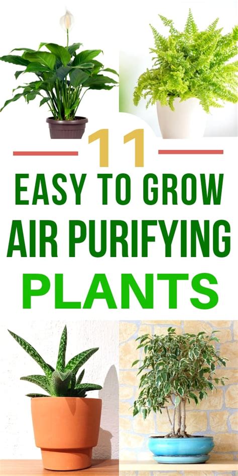 31+ Small Indoor Plants For Air Purification, Important Inspiraton!