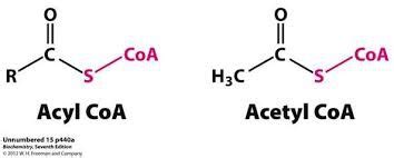 Chapter 10- Carbohydrate Metabolism II: Aerobic Respiration Flashcards ...