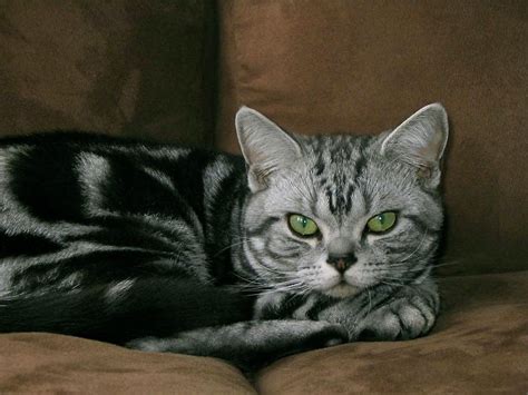 American Shorthair Silver Tabbies - Silver Shorthairs