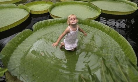 Victoria Water Lily Biggest In The World