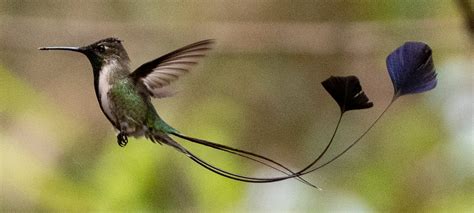 Marvelous Spatuletail Hummingbird | Huembo | ECOAN | Photography