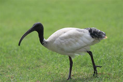 File:Ibis, Gold Coast, Australia.jpg - Wikimedia Commons