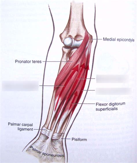 Wrist Flexor Muscles Diagram | Quizlet