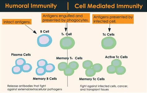 Difference Between Humoral And Cell Mediated Immunity (#19)