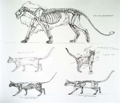 Cat Anatomy Drawing Reference | Portal.drawing.edu.pl