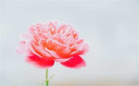 Pink Blooming Peony Flower in Closeup Photography · Free Stock Photo