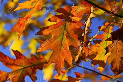 Stock Photo - Autumn oak leaves of bright fall colors close up | Oak ...