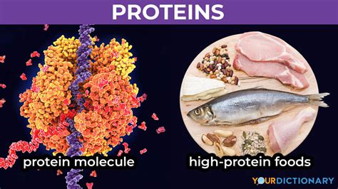 Examples Of Proteins In Foods