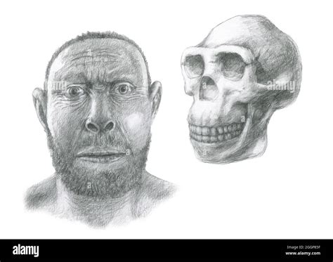 Homo erectus skull and facial reconstruction Stock Photo - Alamy