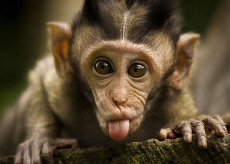 Funny Monkey Wallpaper - WallpaperSafari