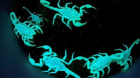 Why do scorpions glow in the dark (and could their whole bodies be one ...