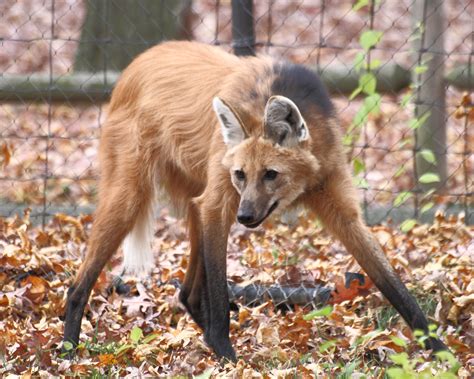 File:Maned Wolf 11, Beardsley Zoo, 2009-11-06.jpg