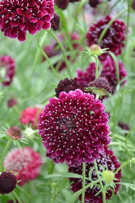 Beautiful Scabiosa growing in our greenhouse | Flores exóticas, Flores ...