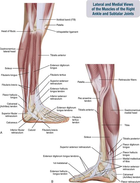 Foot Diagram Muscles