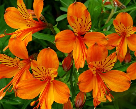 Shoreline Area News: Orange flowers perform in the garden