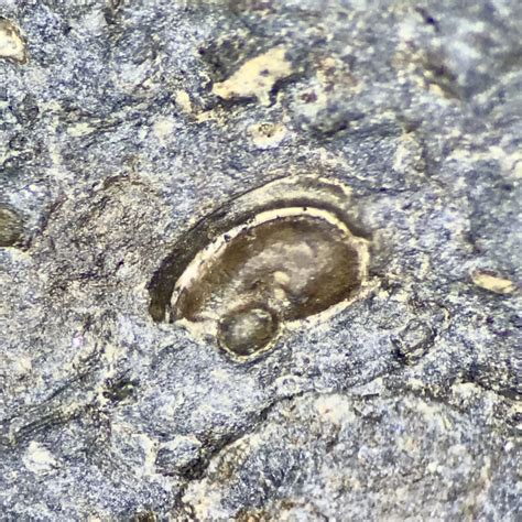 Ostracod Fossil from the Late Carboniferous - Fossils of Parks Township