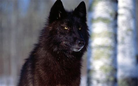 Black Wolf 4K Wallpapers - Top Free Black Wolf 4K Backgrounds ...