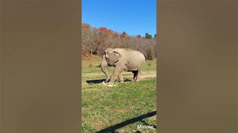 The Elephant Sanctuary | Elephants Eating Pumpkins - YouTube