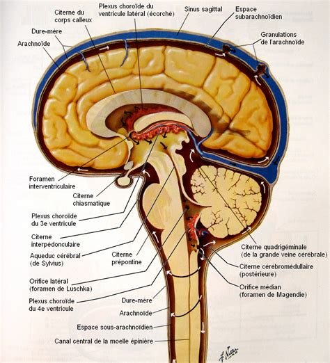 31 mars - 8 -fr | Brain anatomy, Spinal cord anatomy, Anatomy of brain