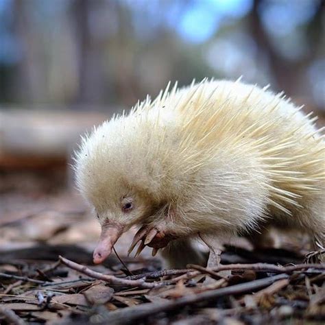 Little explorer of the day... a baby albino echidna is on the loose 🤗 ...