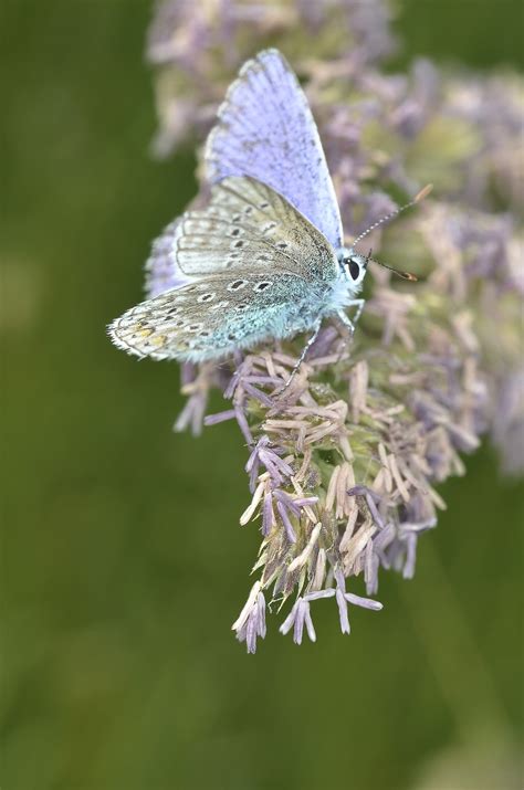 The Endangered and Protected Rare Palos Verdes Butterfly Flies Wild ...