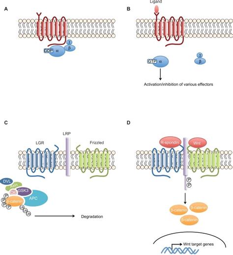 G Protein Coupled – Telegraph