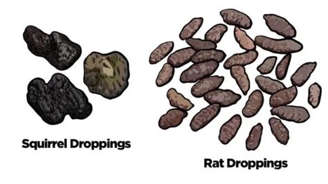 Squirrel Poop Vs. Rat Poop: 6 Differences [Explained]