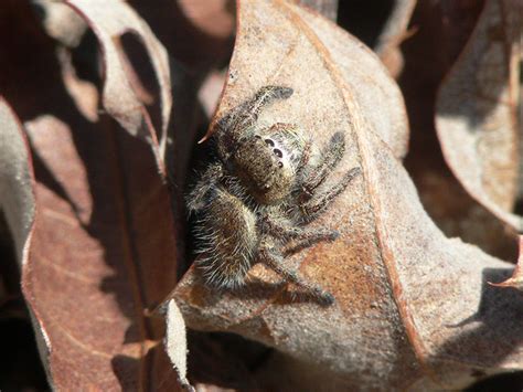 Wild Side: Jumping spiders - The Martha's Vineyard Times