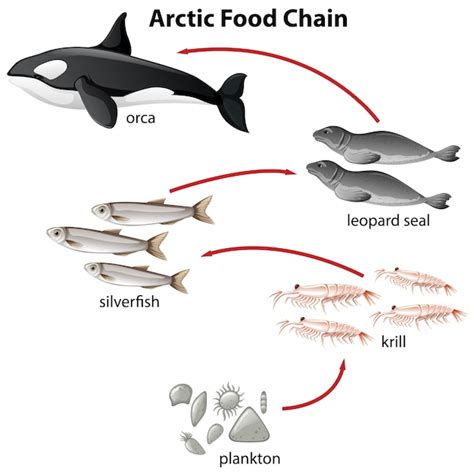 Free Vector | Diagram of arctic food chain from plantons to orca