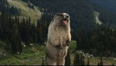 Create meme "the screaming groundhog, beaver yells in the mountains ...