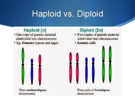 Meiosis going from diploid to haploid Making Gametes