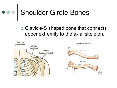 Shoulder Girdle