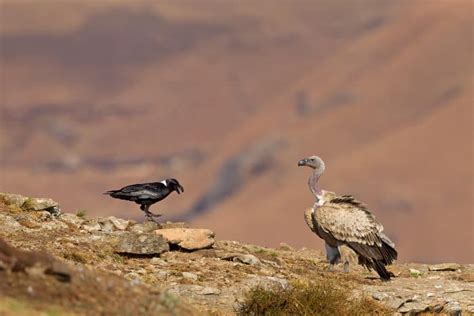 Cape Vulture - All You Need to Know About Nature’s Cleanup Crew