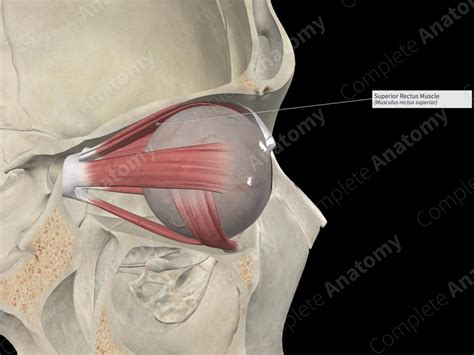 Superior Rectus Muscle | Complete Anatomy