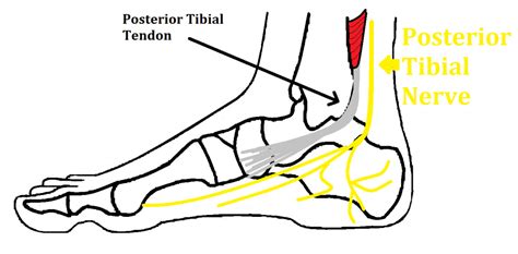 Tibial Nerve