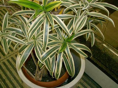 10 Best Plants to Grow Indoors for Air Purification