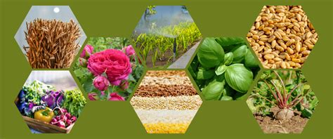 Agronomy and field, vegetable, ornamental crops — Agricultural and Food ...