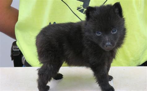 Schipperke Dog Breed - Pictures, Information, Temperament ...