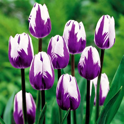 Hasil gambar untuk bunga tulip | Unusual flowers, Pansies flowers, Rare ...