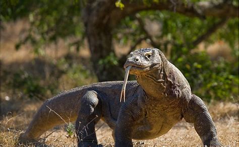 10 Animals That Exhibit Parthenogenesis - WorldAtlas