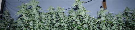 Scrogging: Bringing your Grow into Control - Growers Network