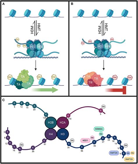 Frontiers | Impaired Regulation of Histone Methylation and Acetylation ...