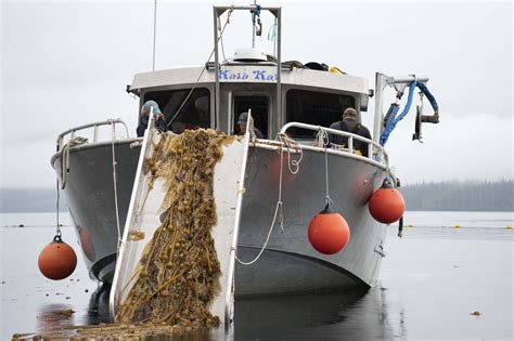 Are there differences between wild-harvested and farmed kelp?