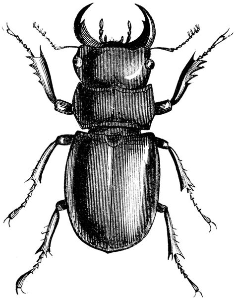 Beetle drawing | Bugs | Pinterest