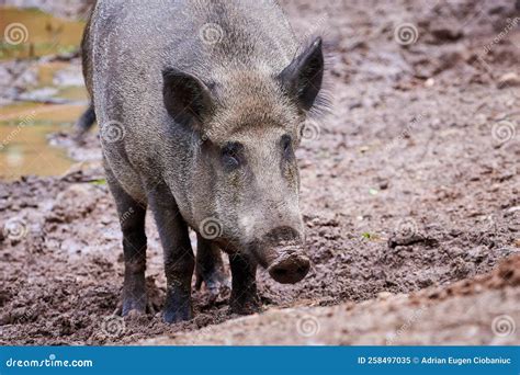 Wild Boar in Natural Habitat Stock Image - Image of europe, outdoors ...