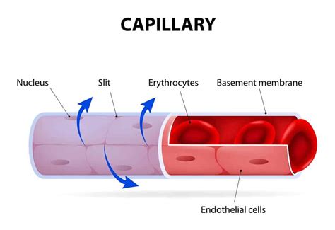 3 Types of Capillaries (Plus Interesting Facts) – Nayturr